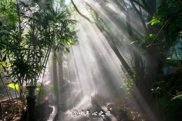致敬！鲜花从未枯萎而是以另一种方式重新“绽放”